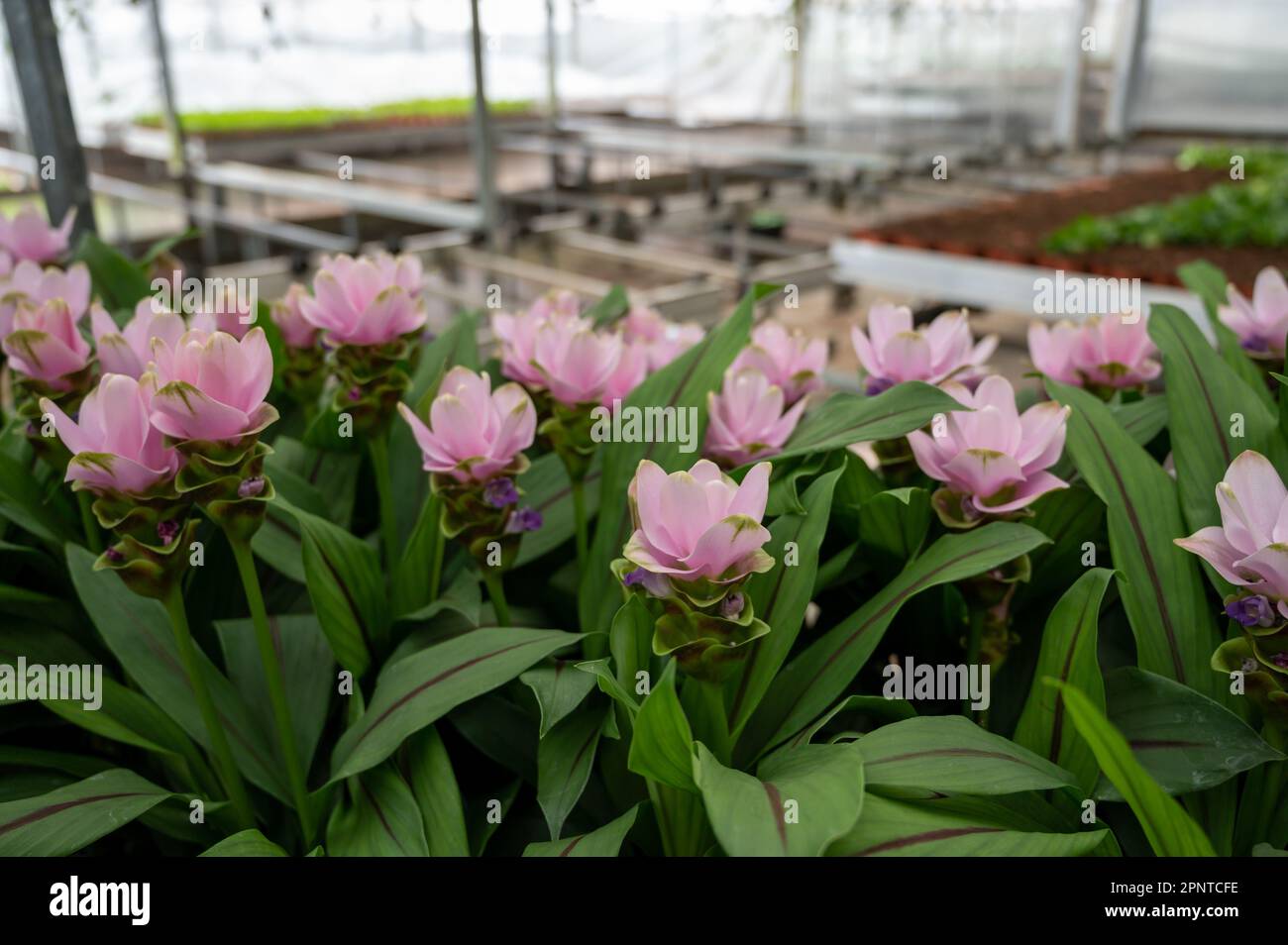 Turmeric, Curcuma longa flowering plant of ginger family, decorative or