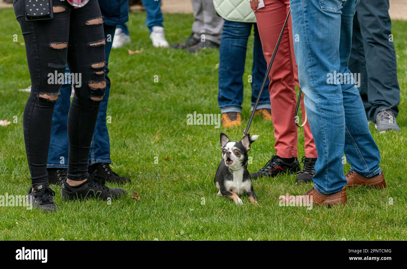 Dog In The Park, Berlin, Germany Stock Photo