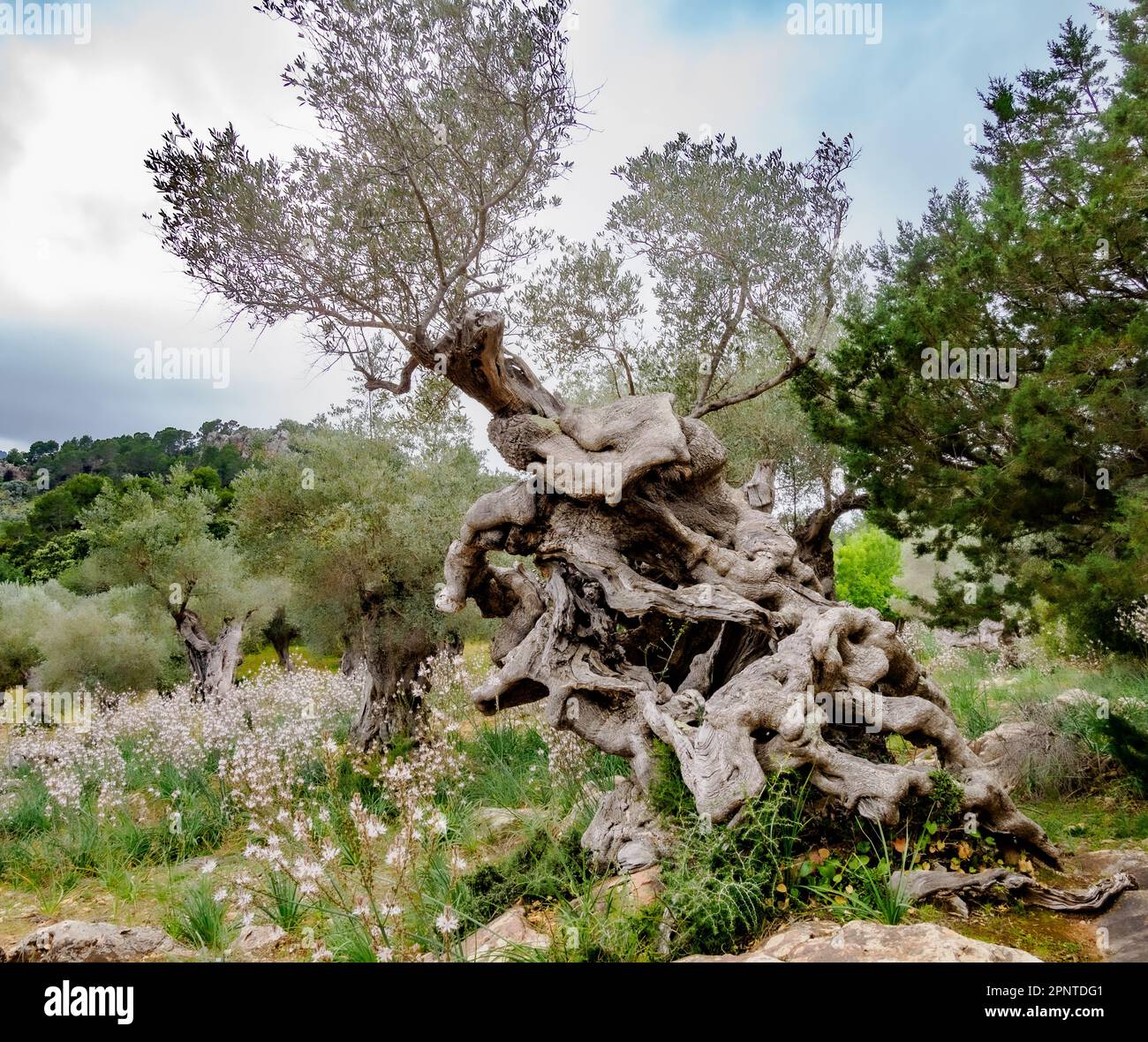 Senile Olive tree Olea europaea with twisted hollow trunk in an olive grove in Majorca Spain Stock Photo