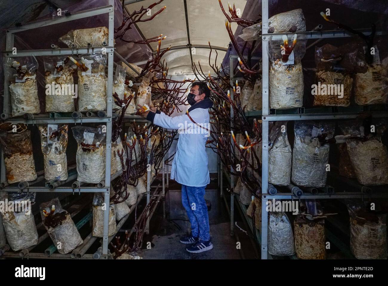Jesús Azaid Piña López, a biologist and fellow in the Jóvenes Construyendo el Futuro (Youth Building the Future) program, checks bags of fungi at a laboratory in Puebla, Mexico on November 29, 2021. Mushrooms are isolated in a special environment to promote the growth of protected strains. (Patricia Zavala Gutiérrez/Global Press Journal) Stock Photo