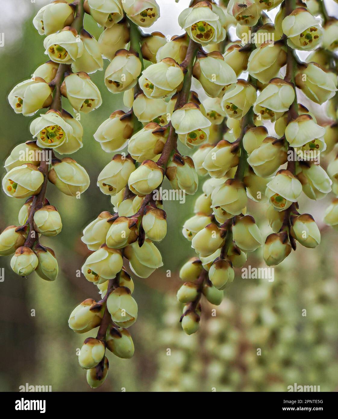 Racemes of bell-shaped flowers of Chinese Stachyurus S. chinensis an attractive shrub native to China and Taiwan grown as an ornamental garden plant Stock Photo