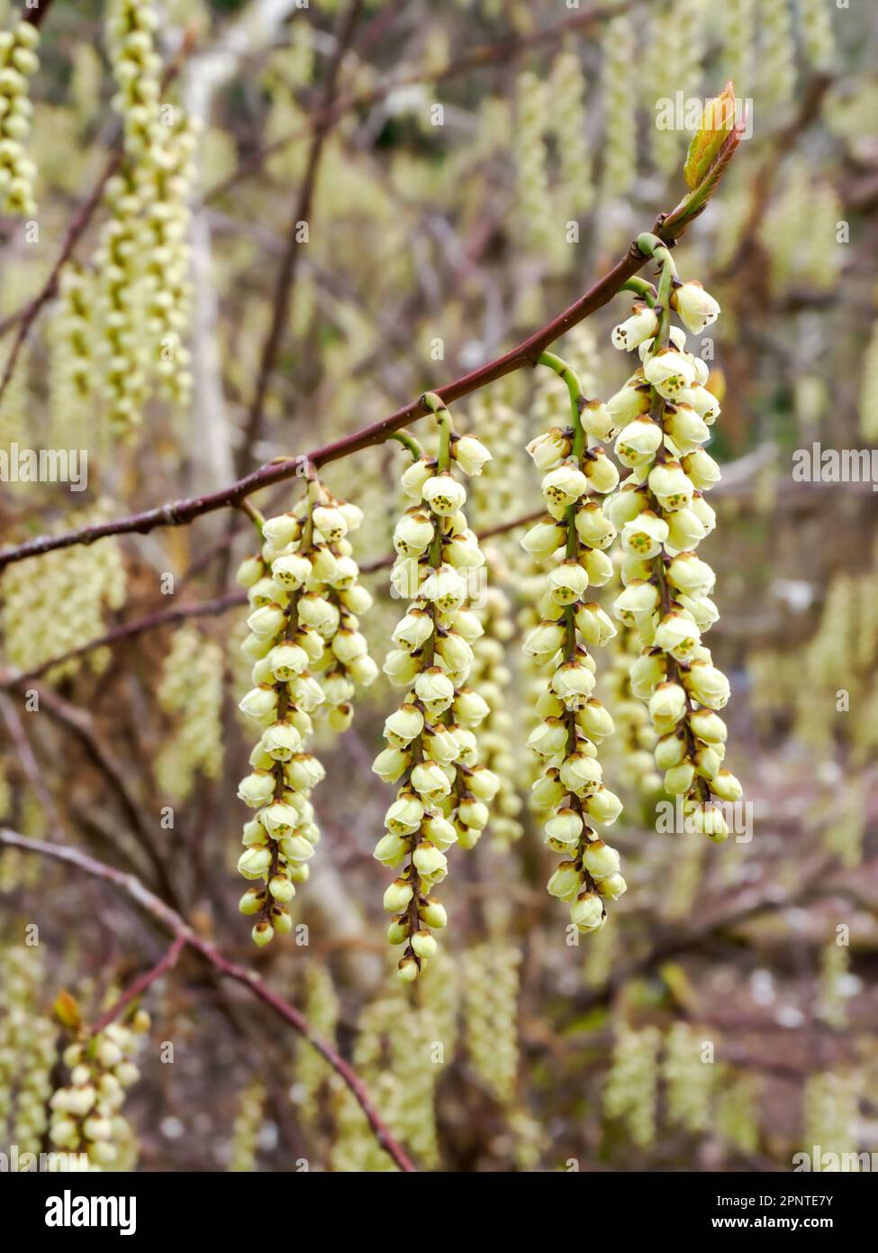 Racemes of bell-shaped flowers of Chinese Stachyurus S. chinensis an attractive shrub native to China and Taiwan grown as an ornamental garden plant Stock Photo