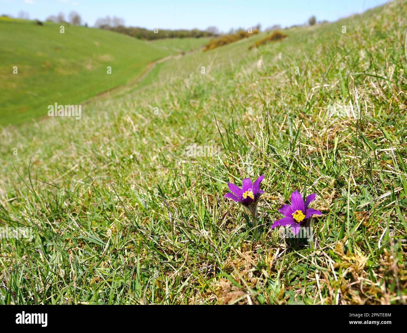 Pasqueflower growing in short calcareous grassland in the Cotswold Hills at Barnsley Warren in late April Gloucestershire UK Stock Photo