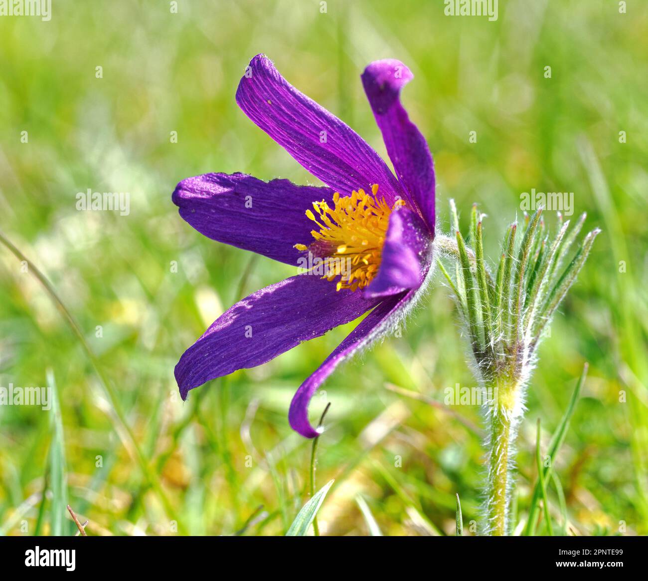 Pasqueflower growing in short calcareous grassland in the Cotswold Hills at Barnsley Warren in late April Gloucestershire UK Stock Photo