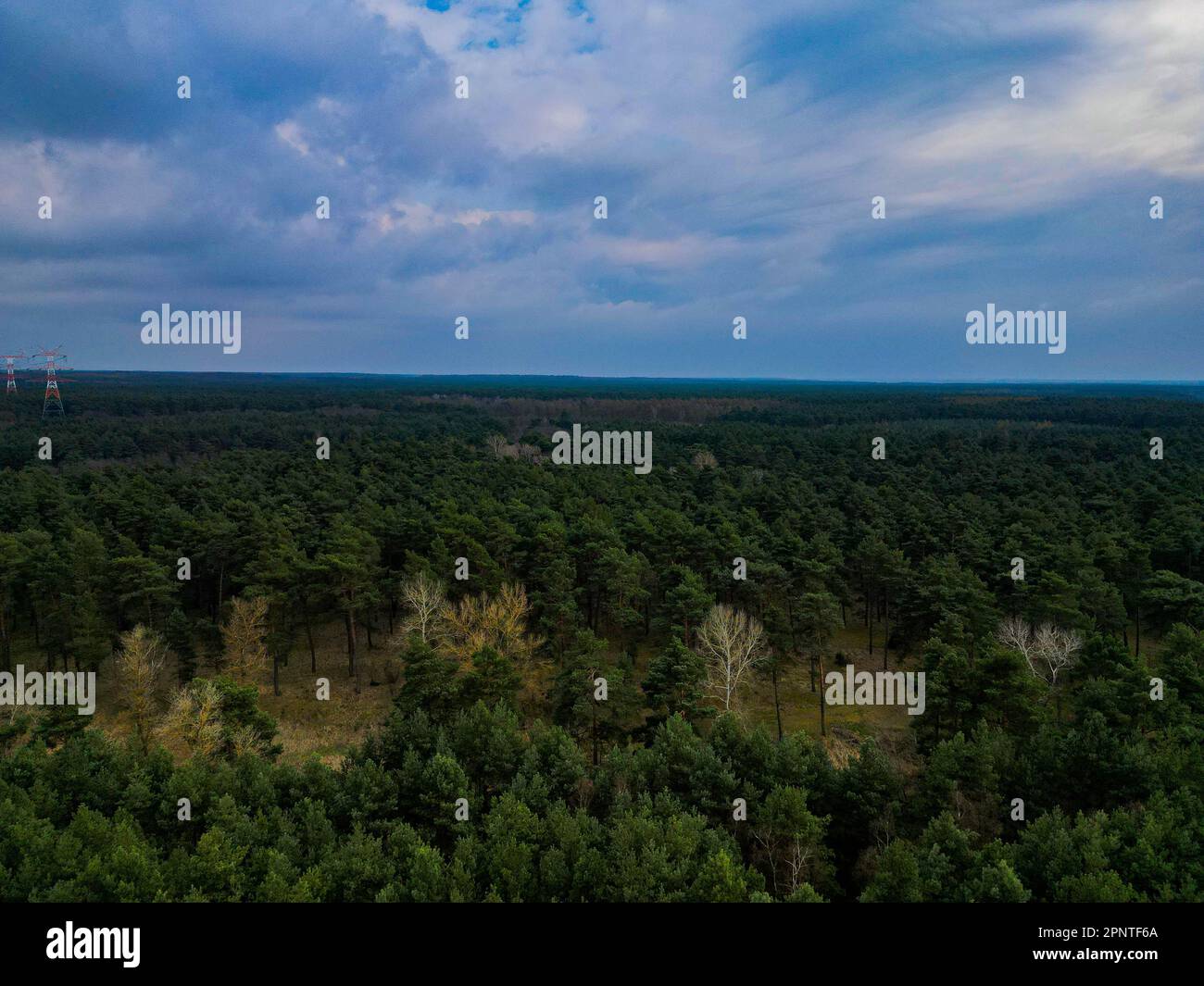 Aerial view of a lush green forest in the sunshine, set against a ...