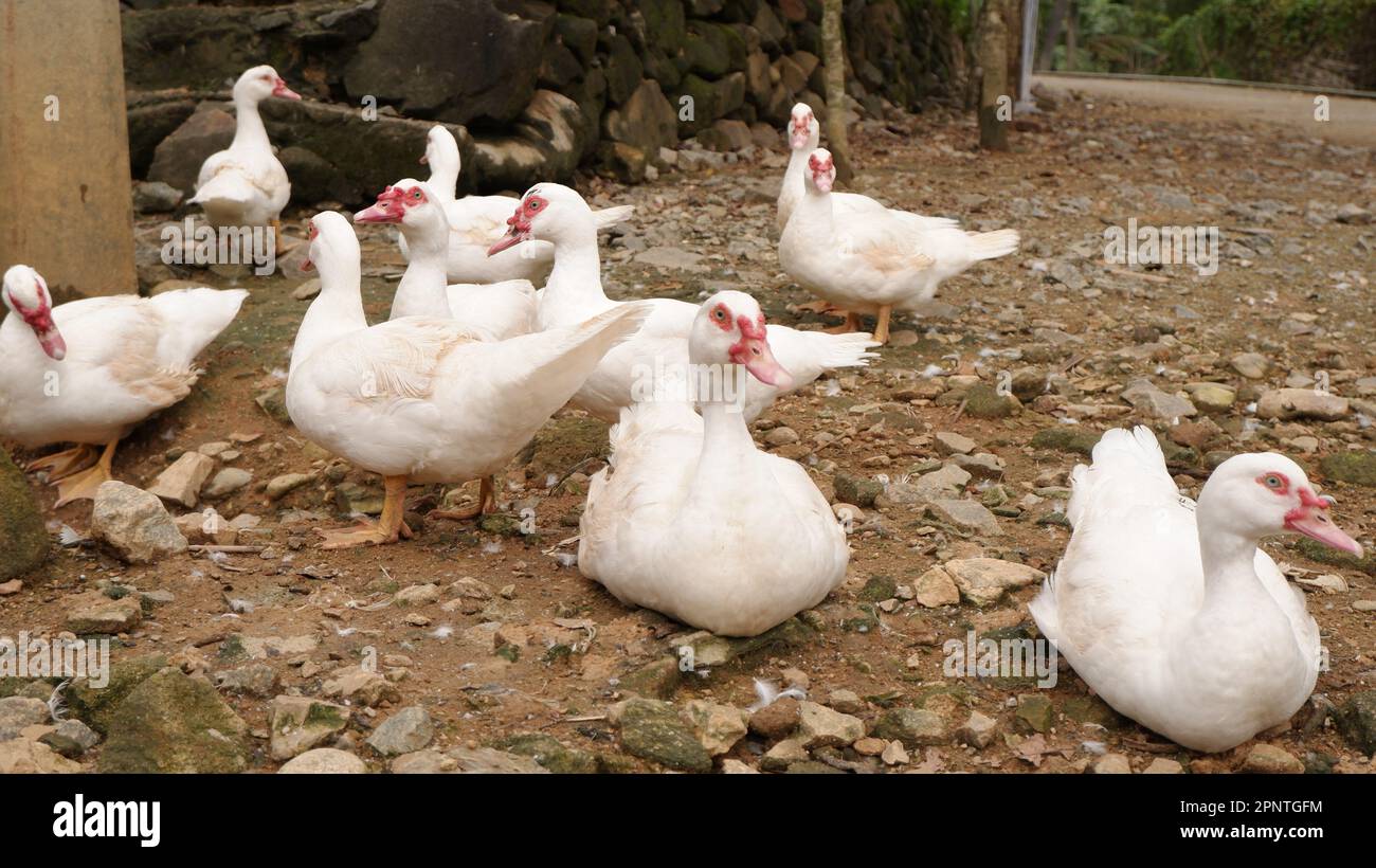 A group of ducks sitting together on a gravel surface, surrounded by
