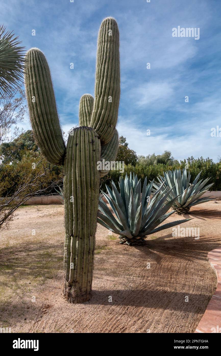 Saguaro (Carnegiea gigantea) is a tree-like cactus found that is endemic and found in the Sonoran Desert Stock Photo