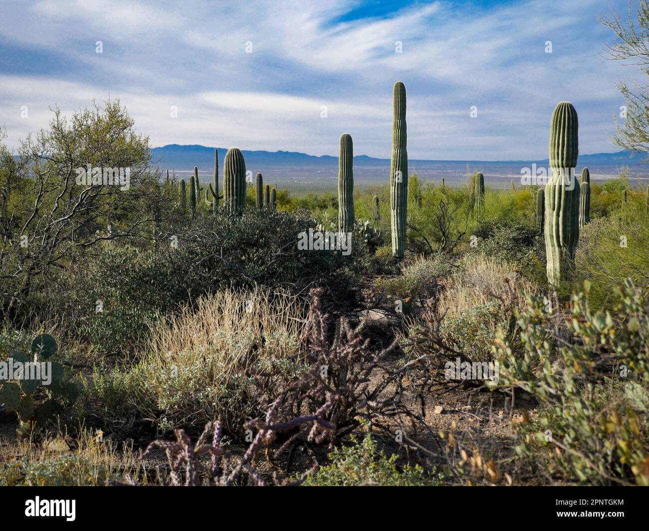 Saguaro (Carnegiea gigantea) is a tree-like cactus found that is endemic and found in the Sonoran Desert Stock Photo