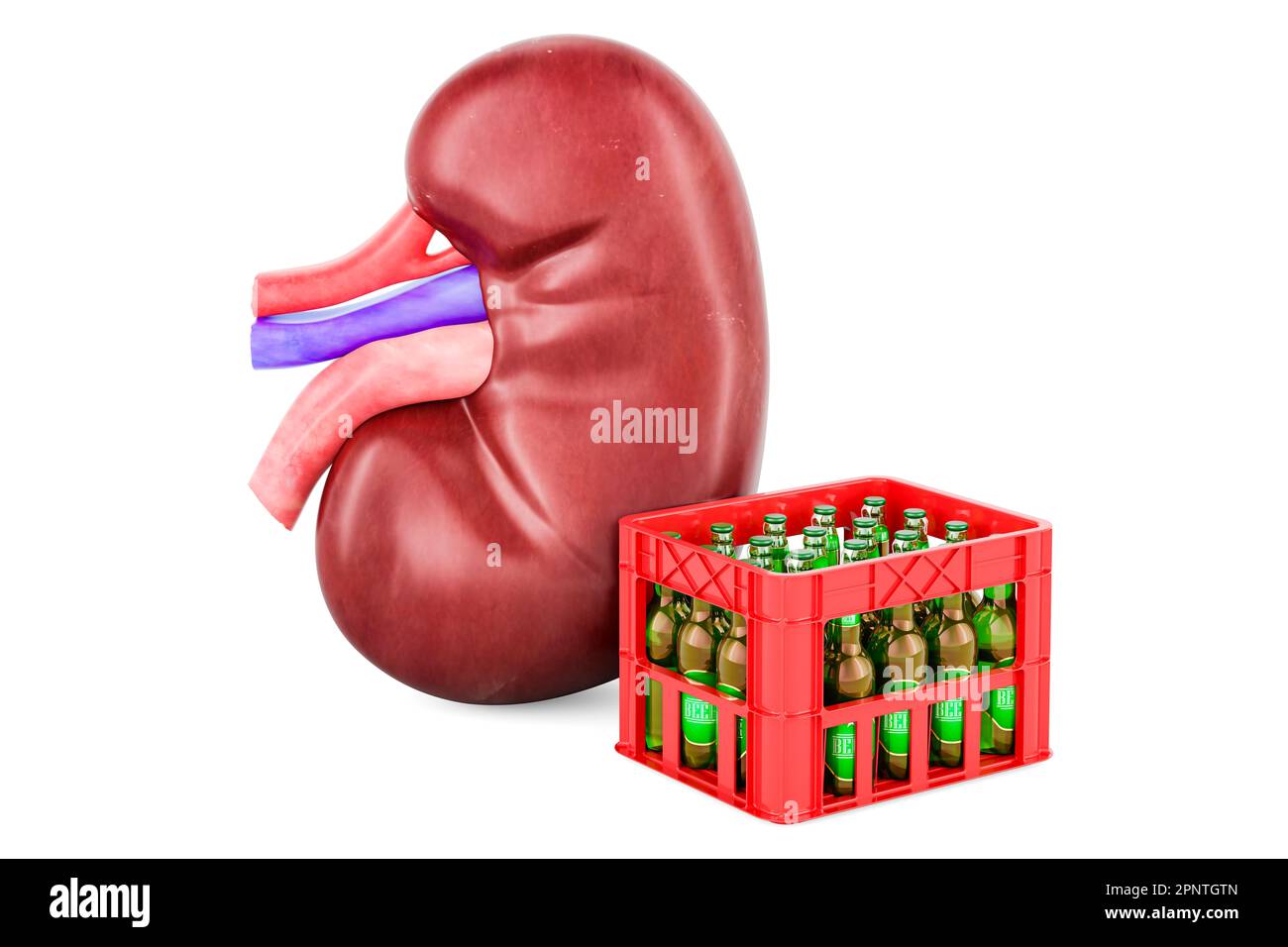 Human kidney with beer crate. 3D rendering isolated on white background Stock Photo