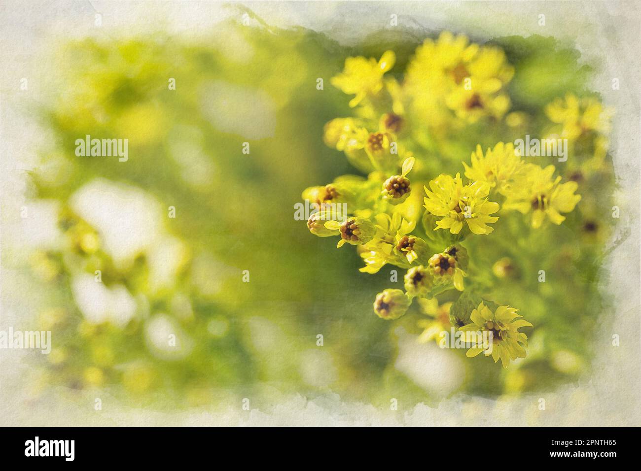 A digital watercolour painting of a sprig of spurge in a natural garden setting with shallow depth of field. Stock Photo