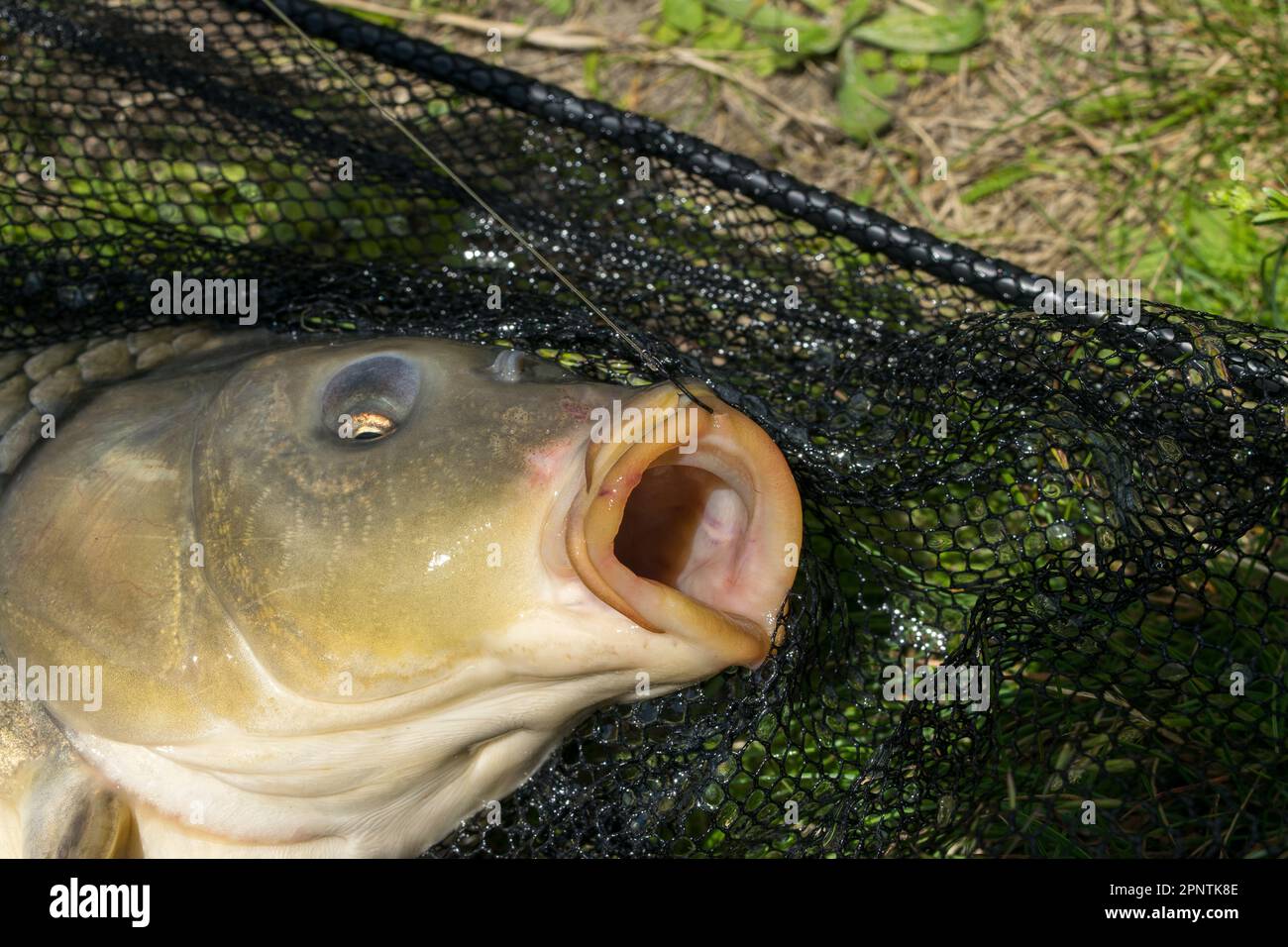 Landing a carp hi-res stock photography and images - Alamy