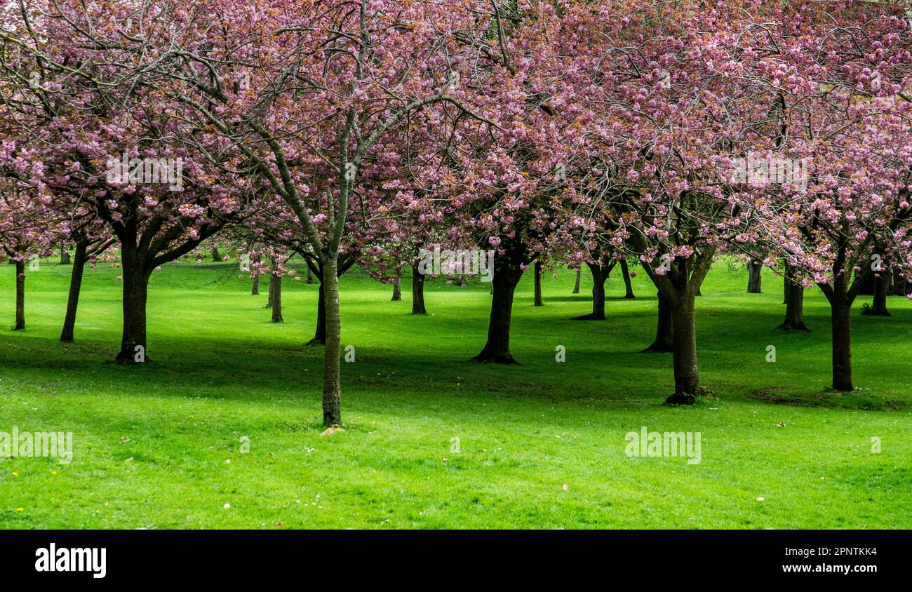Cherry Blossom Trees in full flower in the Memorial Garden, in Dublin