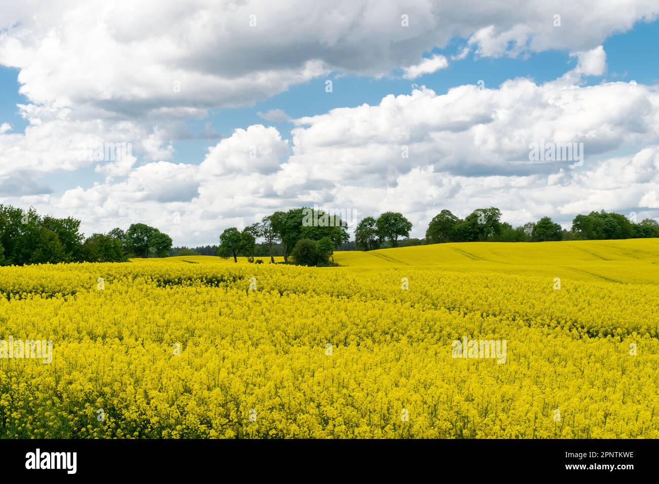 View of a field of yellow rapeseed against a blue sky with white clouds ...