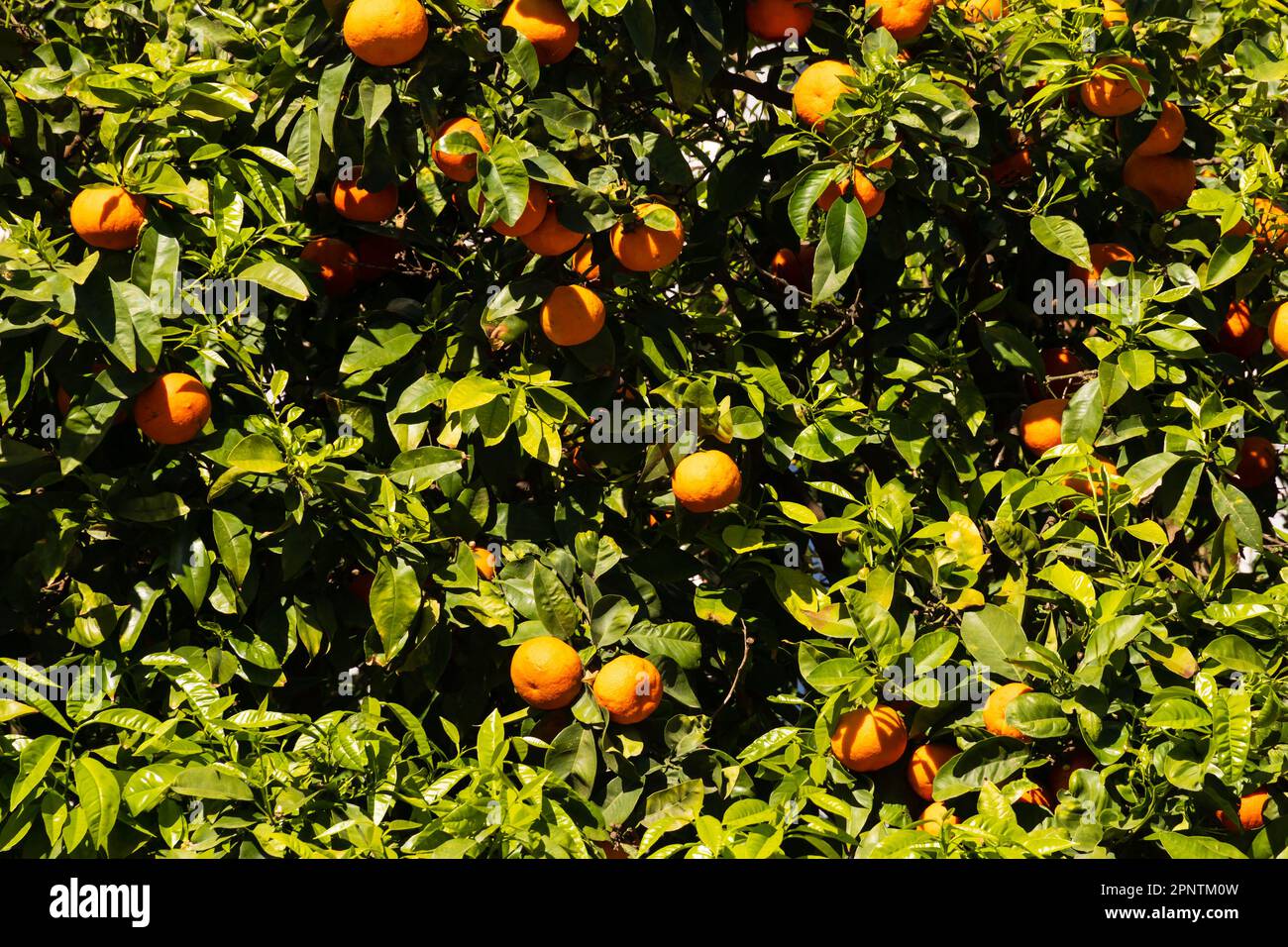 Orange fruit in trees. The British Overseas Territory of Gibraltar, the Rock of Gibraltar on the Iberian Peninsula. Stock Photo