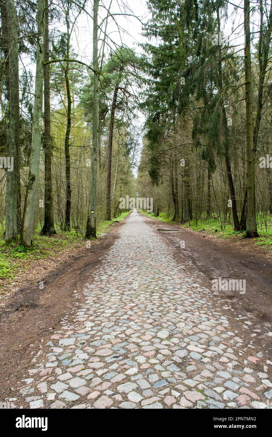 Cobblestone road trees hi-res stock photography and images - Alamy