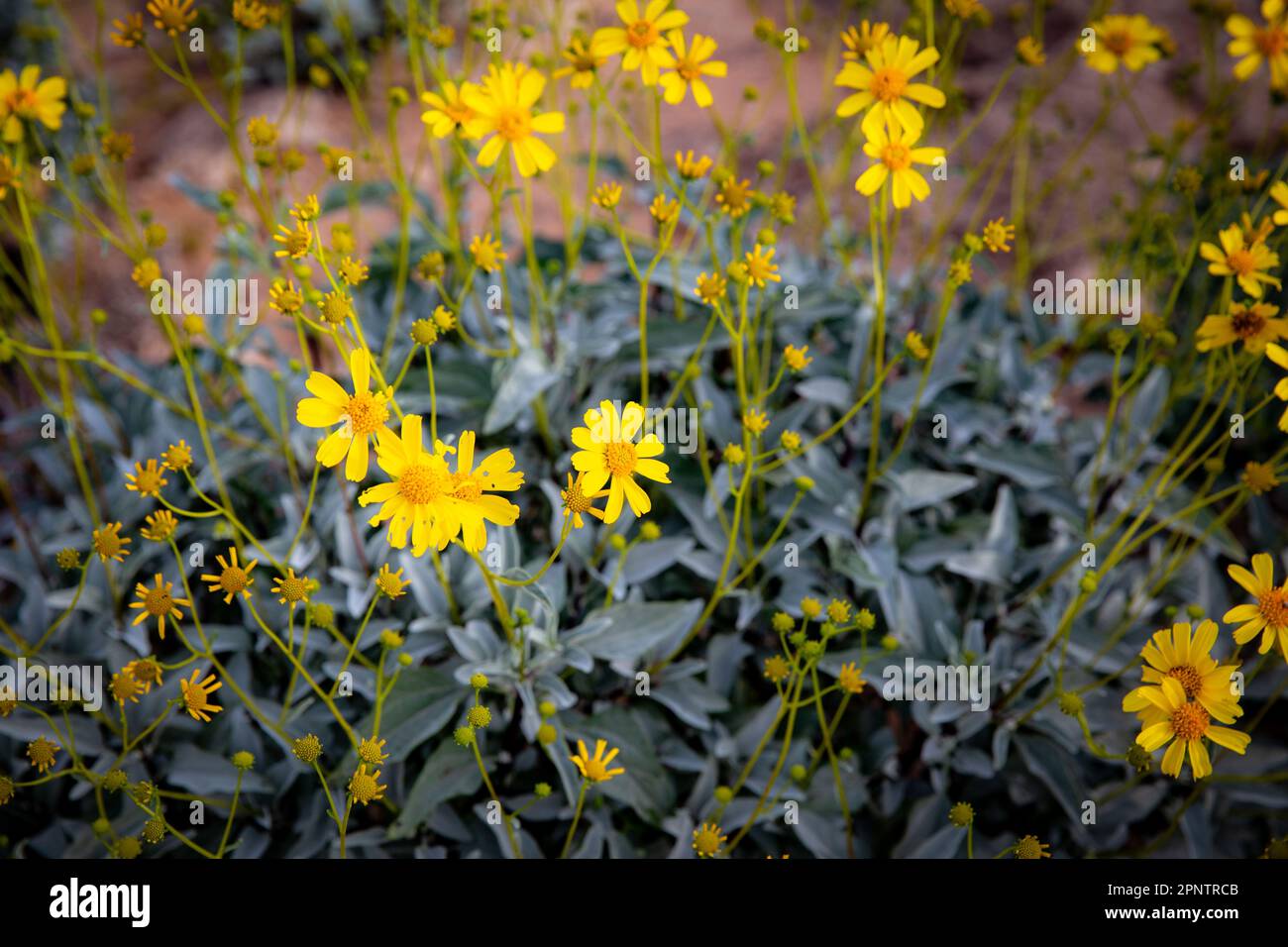 Wild Tansy Ragwort a desert Flower Stock Photo - Alamy