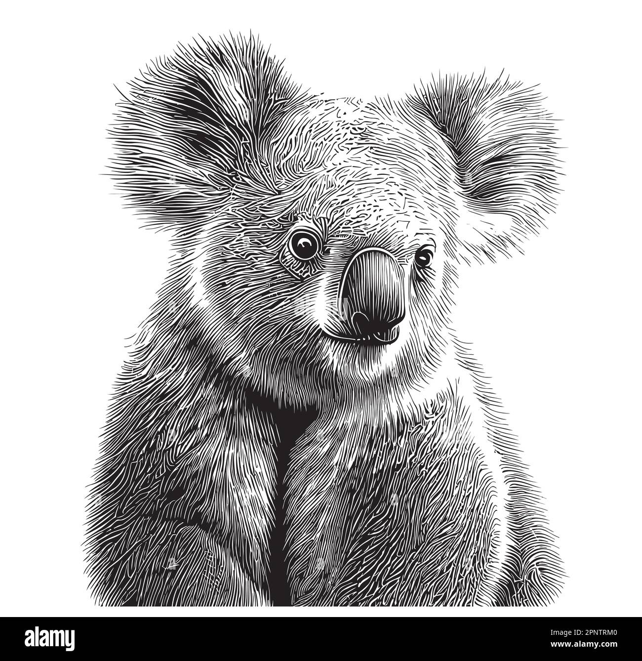 Koala face hand drawn sketch illustration, Wild animals Stock Vector