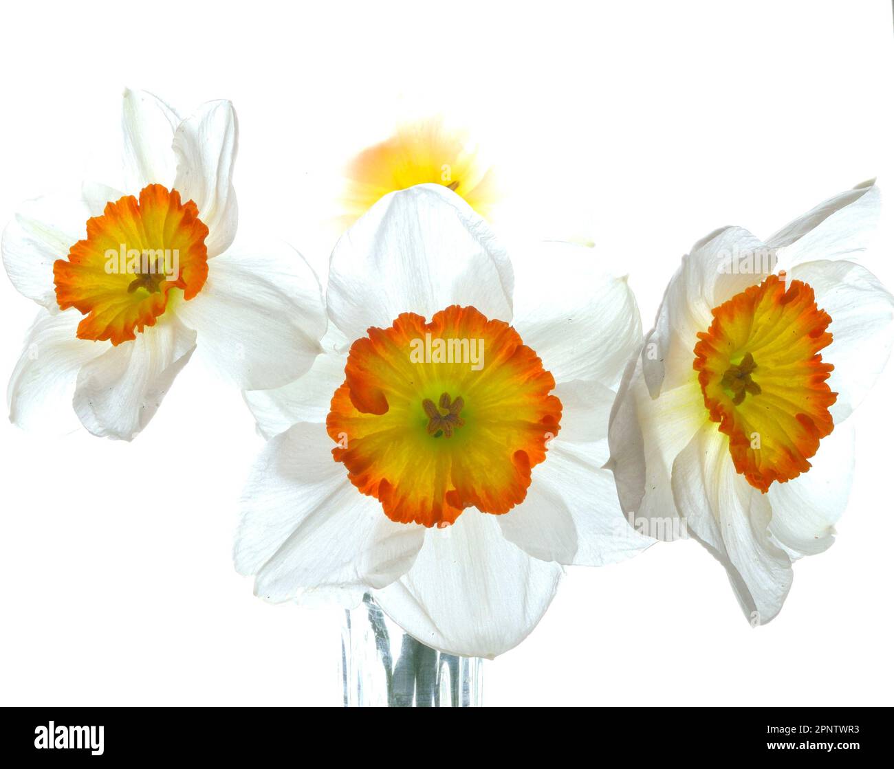 Three white daffodils with orange yellow centers backlit on a white