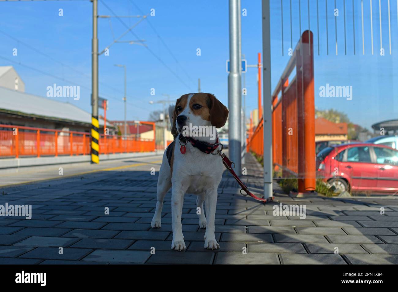 The Dog That Waited at the Train Station for 9 Years
