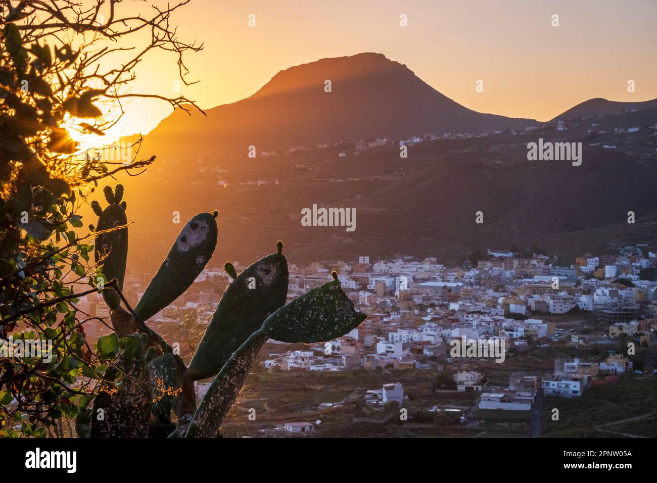 Cactus Centinela Hi res Stock Photography And Images Alamy cactus-centinela-hi-res-stock-photography-and-images-alamy