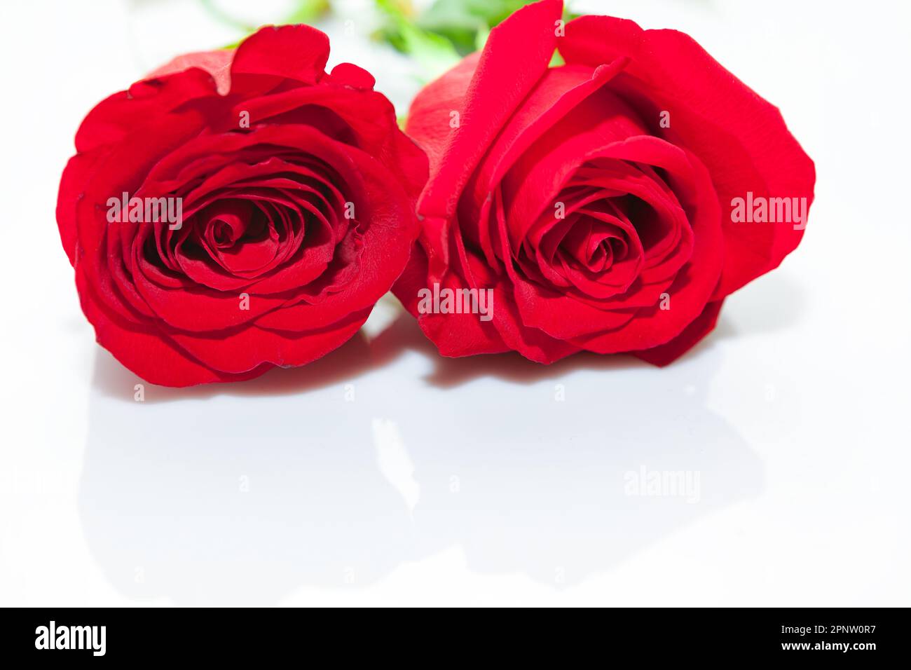 Red roses at white . Two wedding roses Stock Photo - Alamy