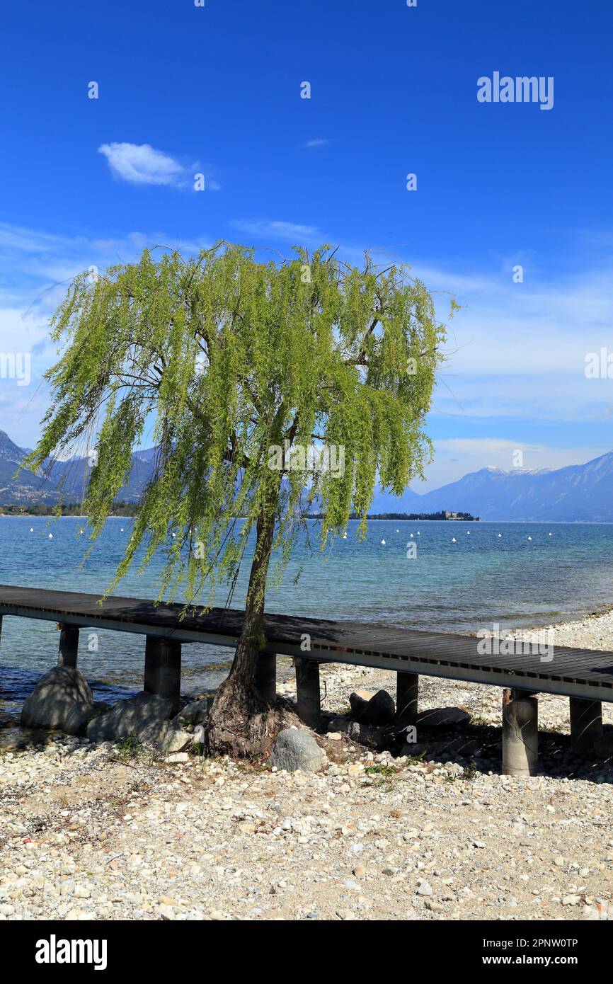 Weeping willow (Salix) at Manerba del Garda beach. Lake Garda, Lago di Garda, Gardasee Stock Photo