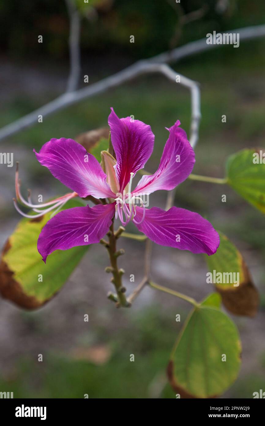 Hong Kong orchid flower Bauhinia blakeana on a tree in southwest Florida. Stock Photo