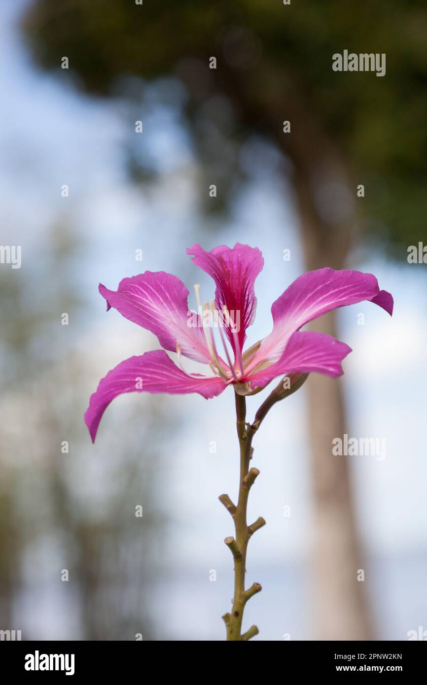 Hong Kong orchid flower Bauhinia blakeana on a tree in southwest Florida. Stock Photo