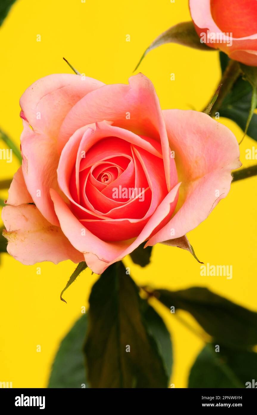 Pink rose Floral arrangement isolated over a yellow background Stock ...