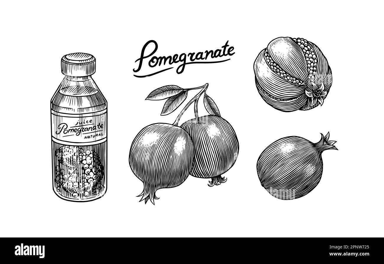 Hand drawn Pomegranate. Vintage fruit, berry for juice label or packaging. Vector black ink outline nutrition healthy food sketch with piece and peel Stock Vector