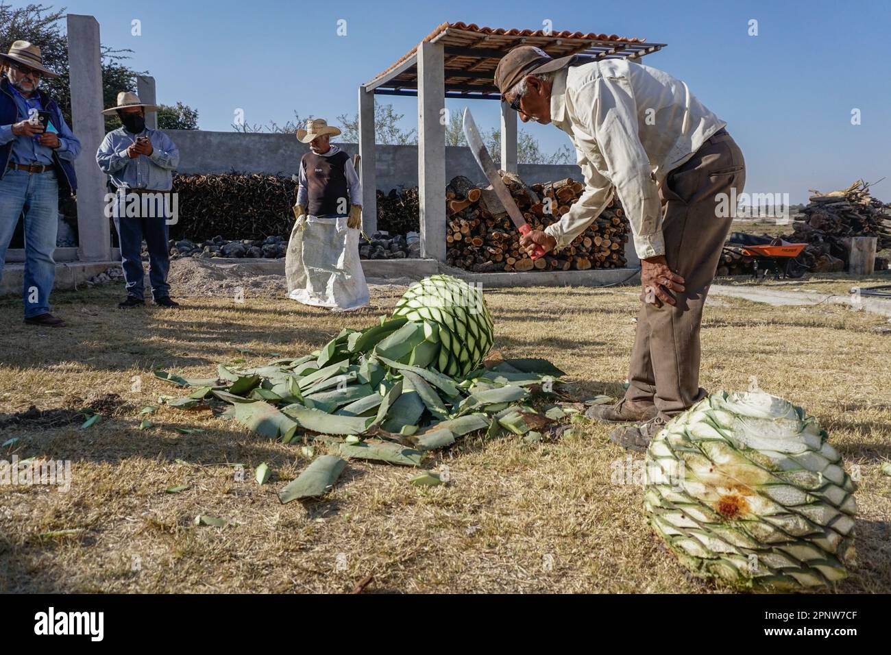 Rodrigo León chops away the leaves of an agave plant until just the heart, or piña, remains. Escuela de Mezcal Papalometl organized a workshop in Tecali de Herrera, Puebla, Mexico on December 9, 2021, about sustainability in the mezcal industry. (Patricia Zavala Gutiérrez/Global Press Journal) Stock Photo