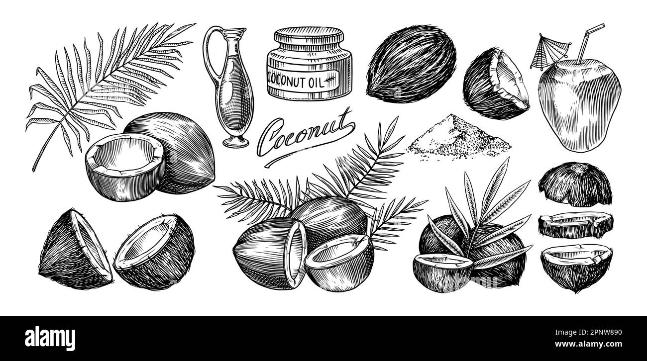 Coconut sketch hi-res stock photography and images - Alamy