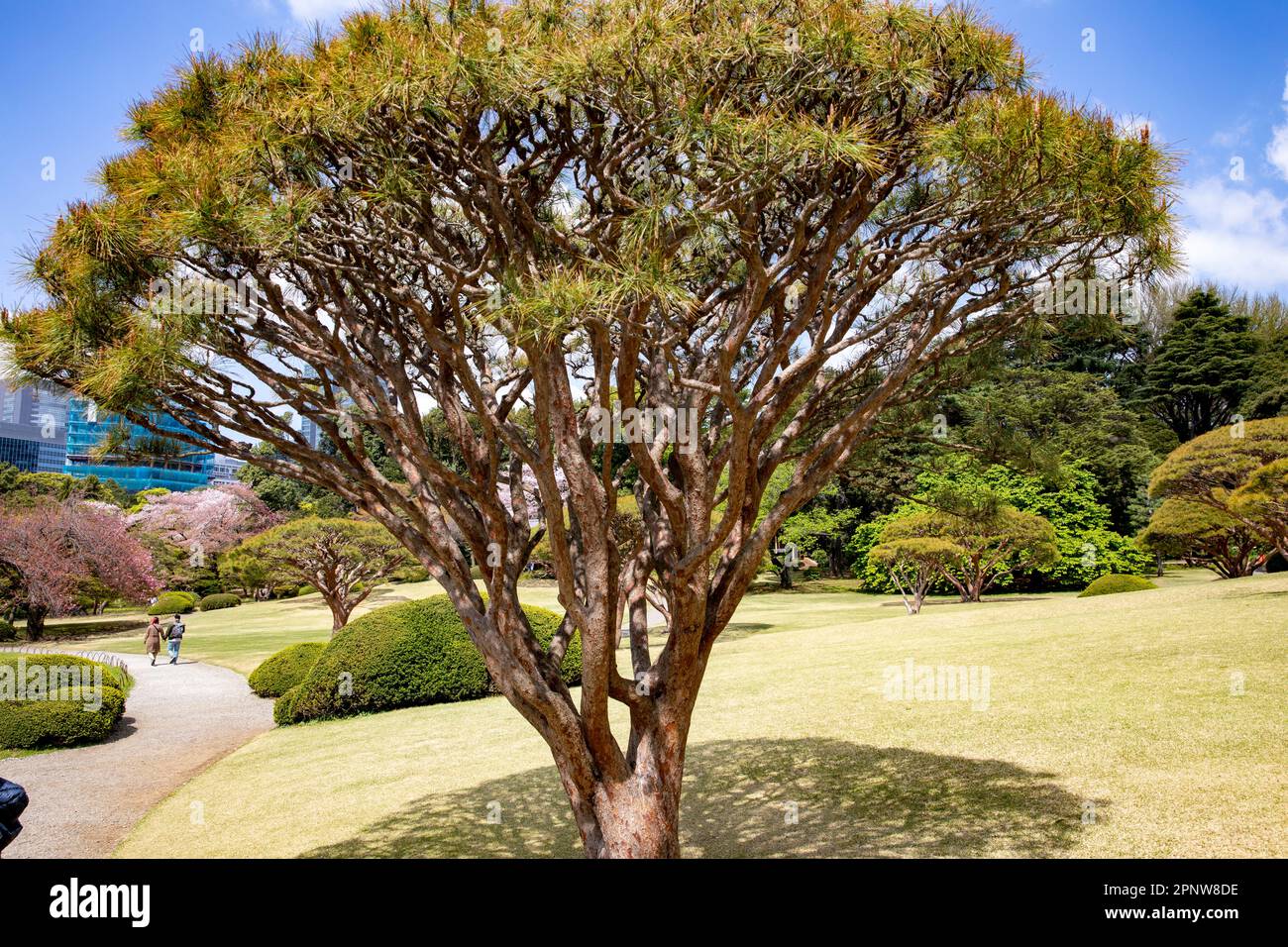 Pinus densiflora 'Umbraculifera Tanyosho pine tree amongst cherry blossoms Shinjuku Gyoen park Tokyo,April 2023,Japan Stock Photo