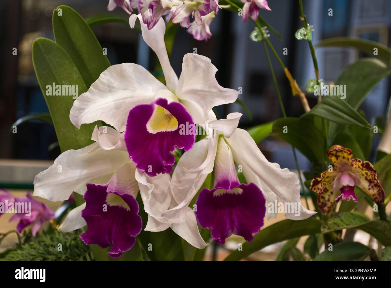 Bright and elegant mulitcolored phalaenopsis orchids in white, burgundy and yellow petals in geen leaves Stock Photo