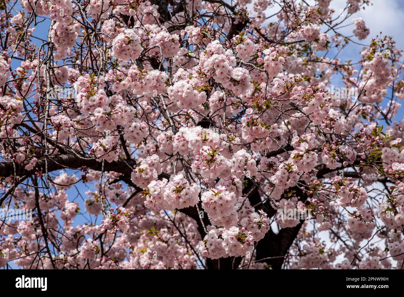 April 2023 close up Japanese cherry blossoms blooming Shinjuku Gyoen
