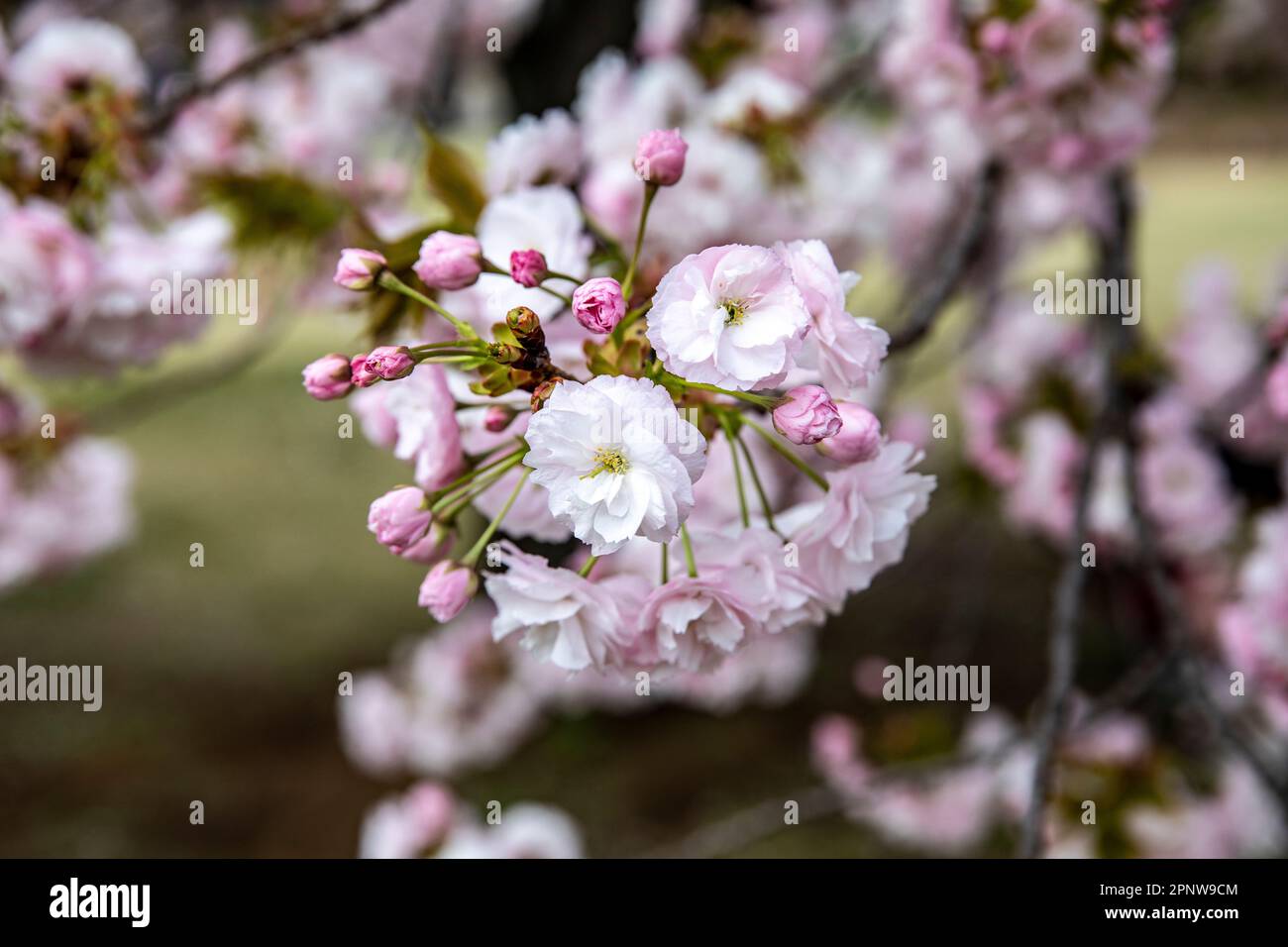 April 2023 close up Japanese cherry blossoms blooming Shinjuku Gyoen