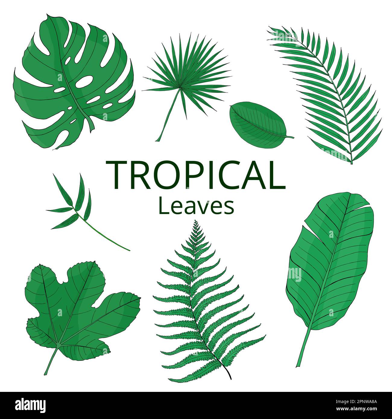 Tropical leaves green color set with banana, mostera, palm. Hand drawn
