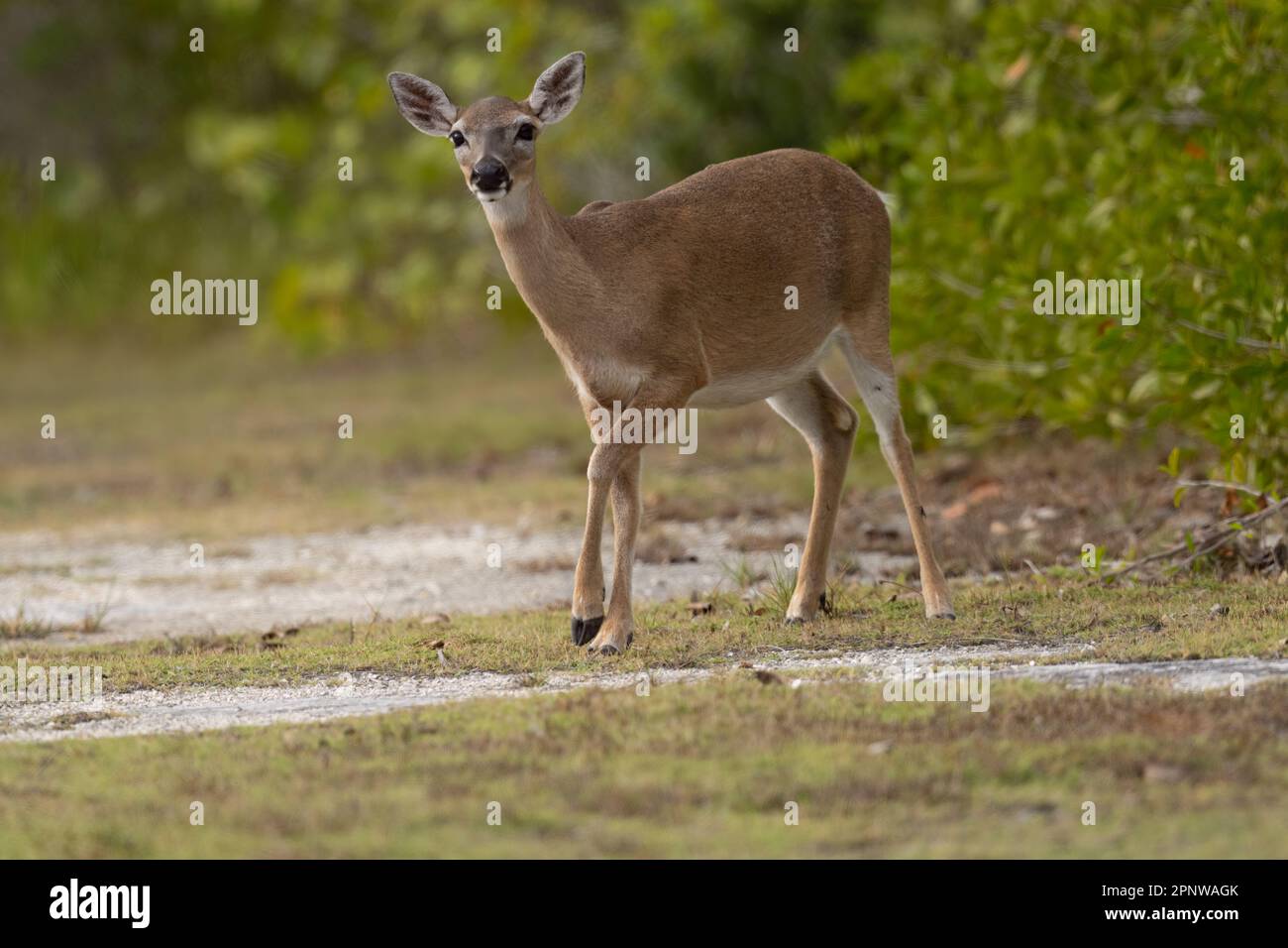 Key Deer, Florida Stock Photo Alamy