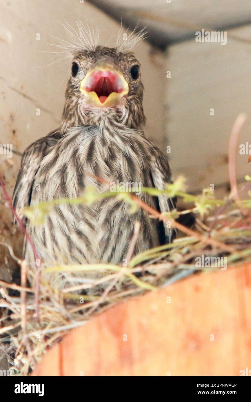Nestling baby House Finch Stock Photo - Alamy