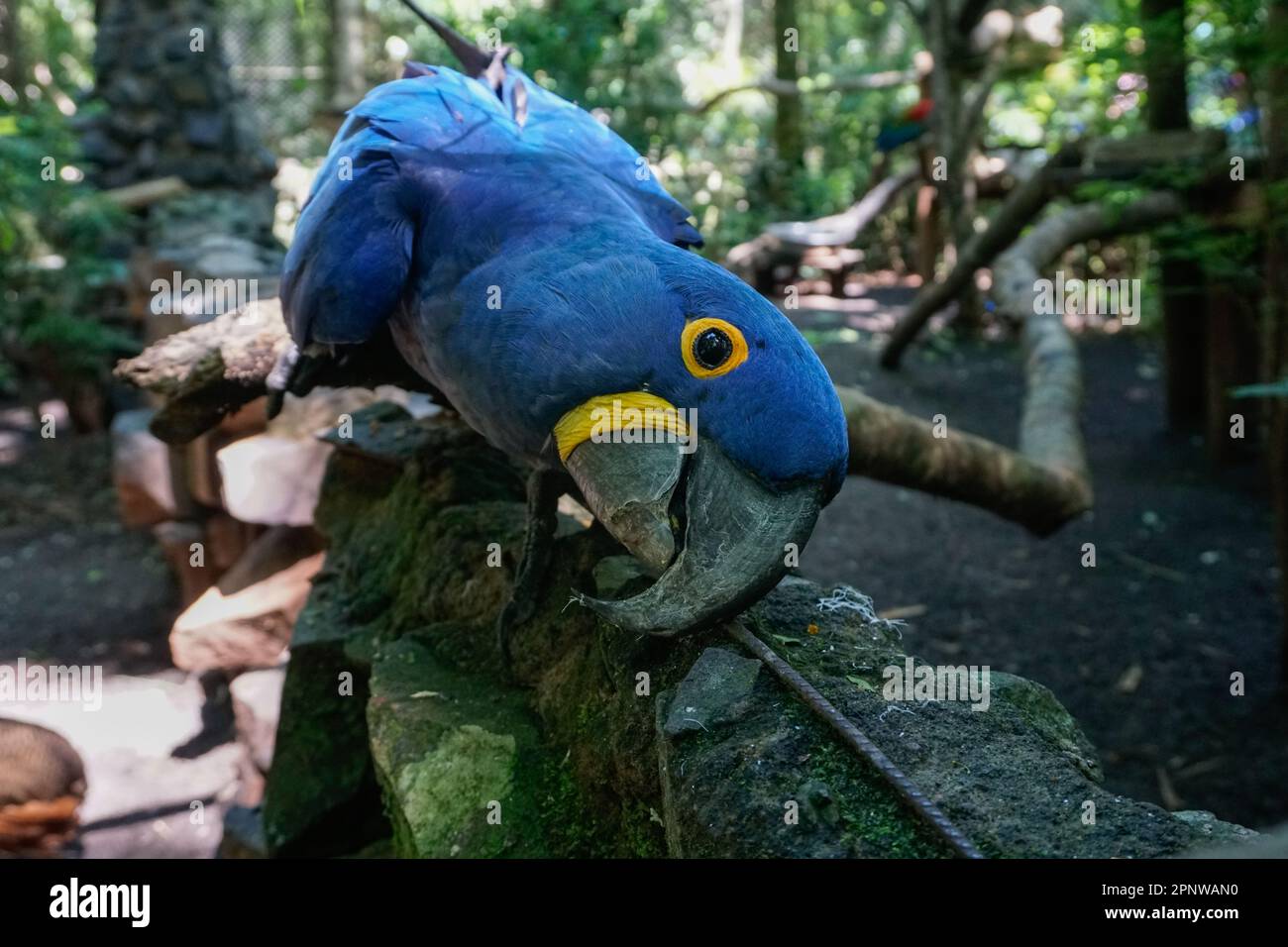 Guira oga hires stock photography and images Alamy