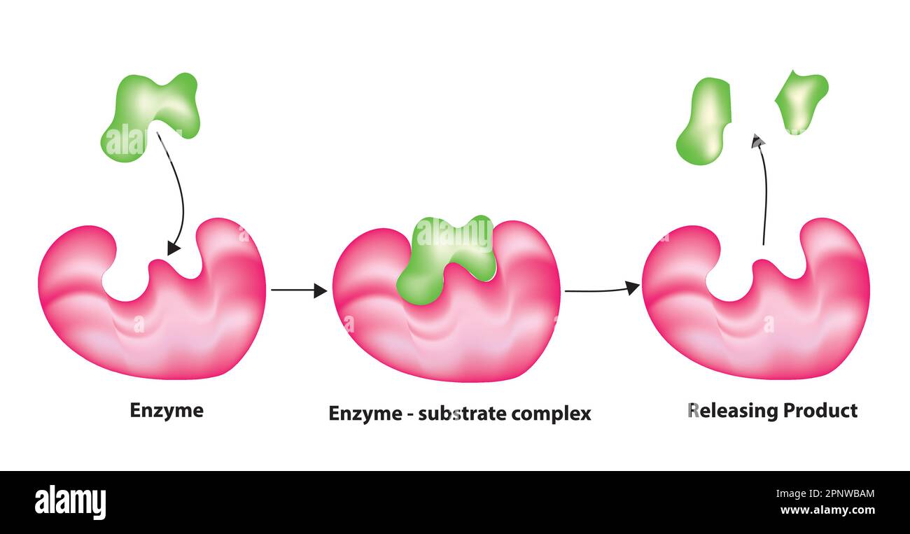 lock and key mechanism of enzyme catalysis Stock Vector