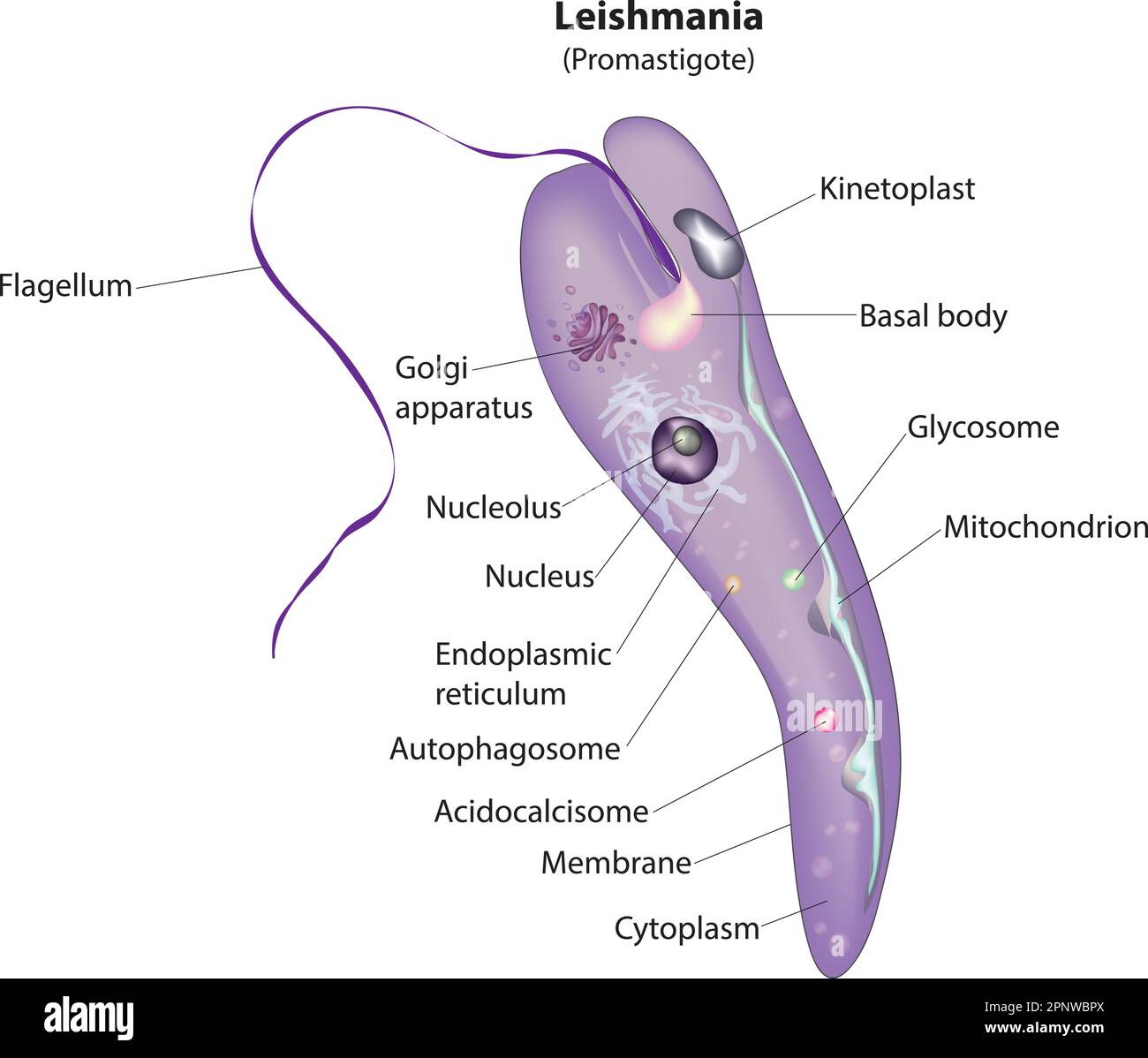 promastigotes stage of leishmania protozoa Stock Vector