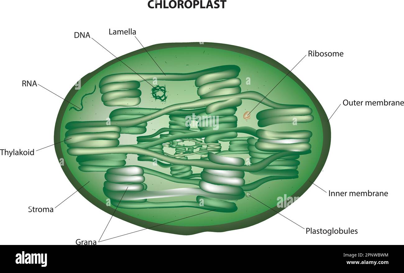 Chloroplast diagram Stock Vector