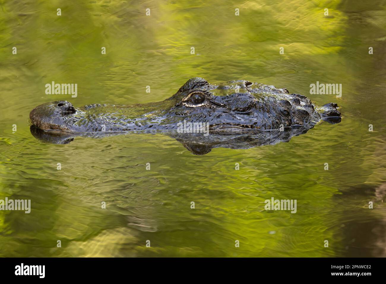 Florida alligator person hi-res stock photography and images - Page 3 -  Alamy