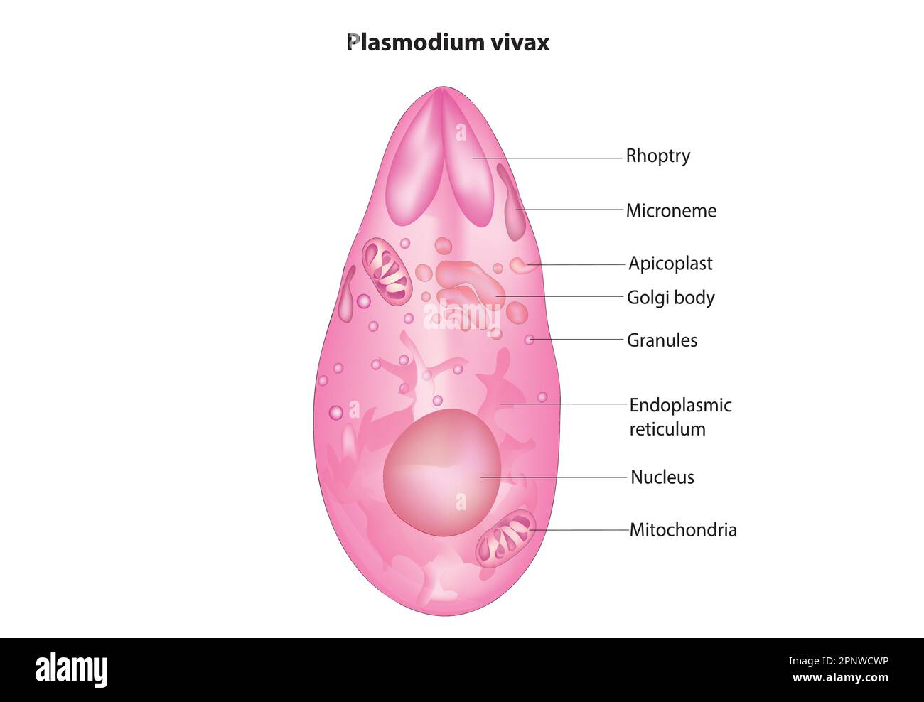 Plasmodium vivax Stock Vector