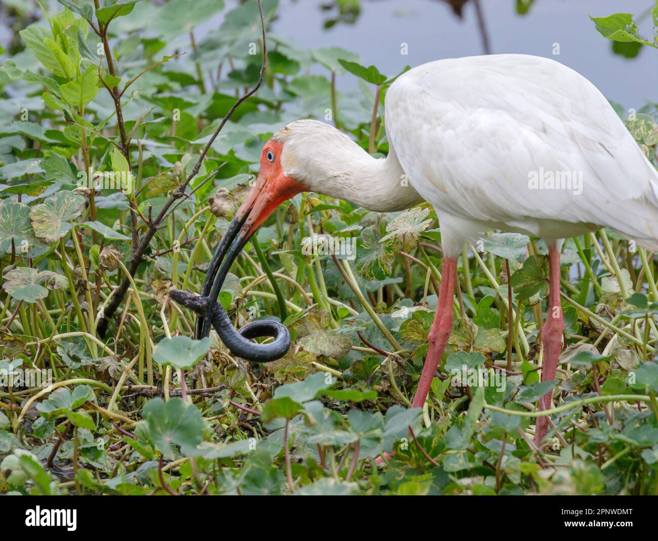 American white ibis (Eudocimus albus) caught a lesser siren (Siren intermedia) in a swamp, Brazos Bend State Park, Needville, Texas, USA. Stock Photo