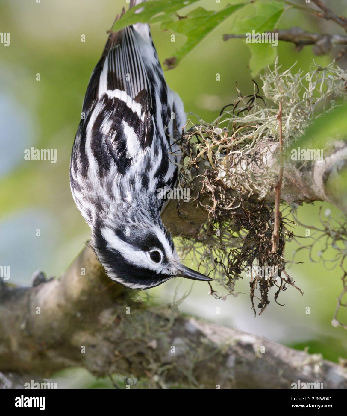 Blackandwhite warbler (Mniotilta varia) feeding in a tree during