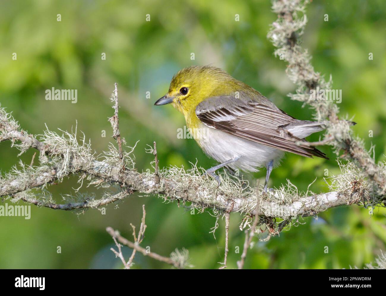Yellow-throated vireo (Vireo flavifrons) during spring migration in Galveston, Texas, USA. Stock Photo