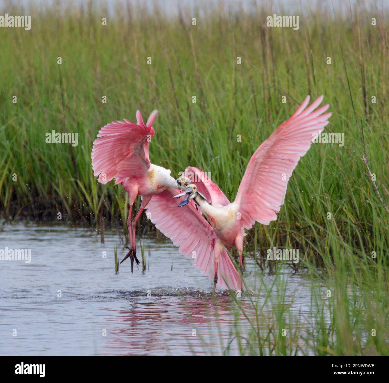 Roseate spoonbills (Platalea ajaja) males fighting during breeding season, Galveston, Texas, USA. Stock Photo