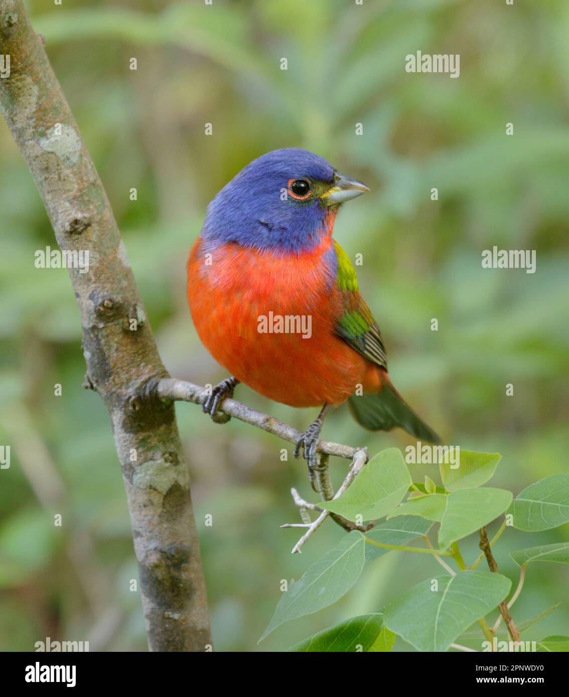Painted bunting (Passerina ciris) on stopover during spring migration in Galveston, Texas, USA